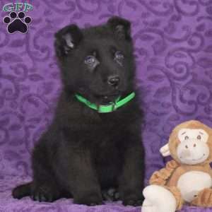 Quanrum, German Shepherd Puppy