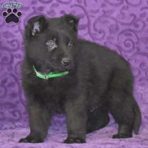 Quanrum, German Shepherd Puppy