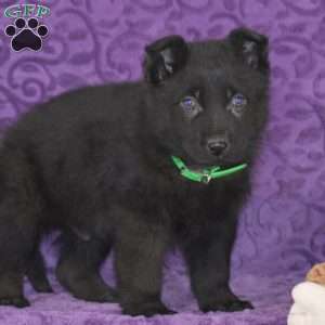 Quanrum, German Shepherd Puppy