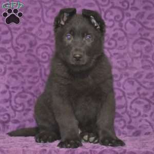 Quartz, German Shepherd Puppy