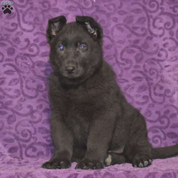 Quartz, German Shepherd Puppy