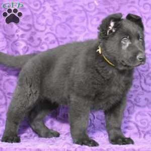 Quartz, German Shepherd Puppy