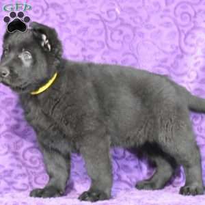 Quartz, German Shepherd Puppy