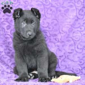 Quartz, German Shepherd Puppy