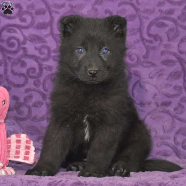 Quebec, German Shepherd Puppy