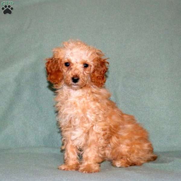 Quill, Miniature Poodle Puppy