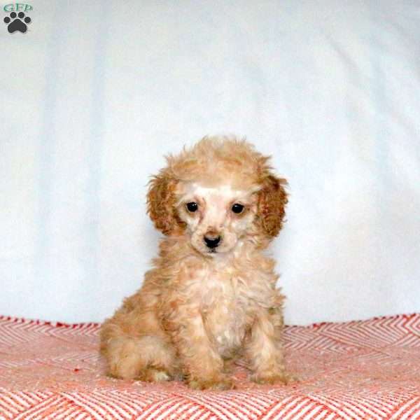 Quill, Miniature Poodle Puppy