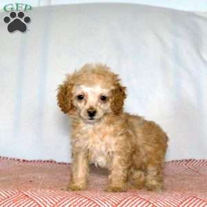 Quill, Miniature Poodle Puppy