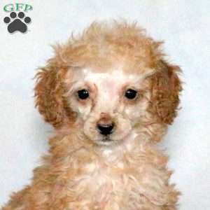 Quill, Miniature Poodle Puppy