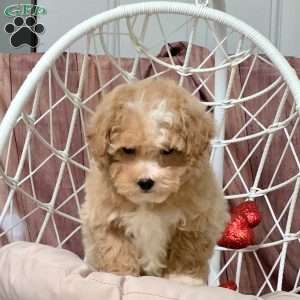 Quincy, Bich-Poo Puppy