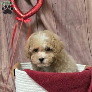 Quincy, Bich-Poo Puppy