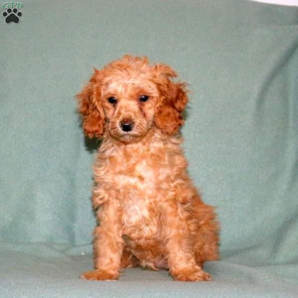Quinn, Miniature Poodle Puppy