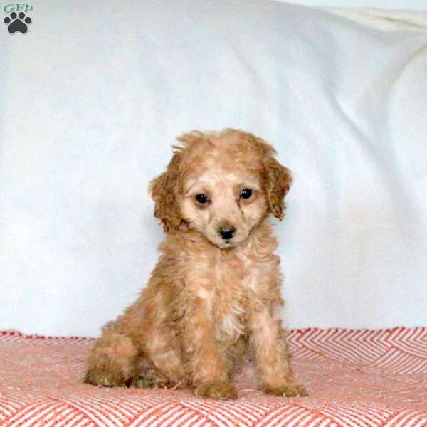 Quinn, Miniature Poodle Puppy