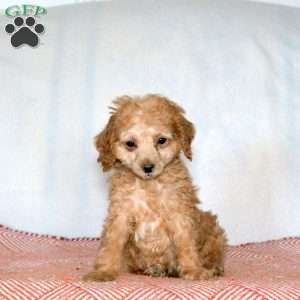Quinn, Miniature Poodle Puppy