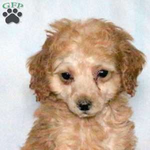 Quinn, Miniature Poodle Puppy