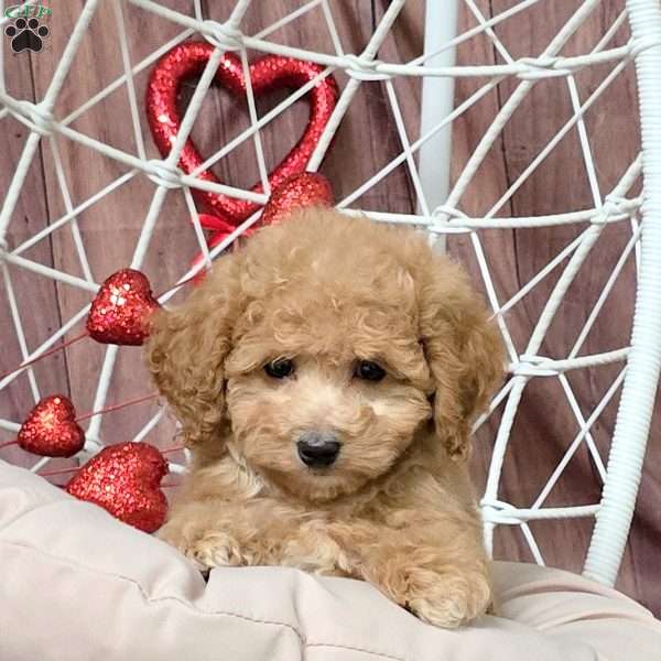 Quiz, Bich-Poo Puppy