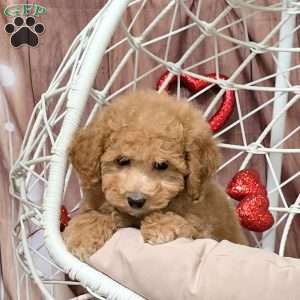 Quiz, Bich-Poo Puppy