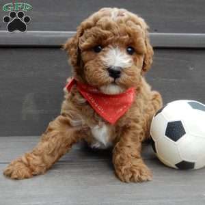 Lenny, Mini Goldendoodle Puppy
