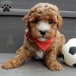 Lenny, Mini Goldendoodle Puppy