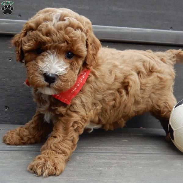 Lenny, Mini Goldendoodle Puppy