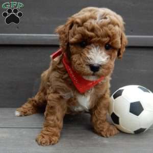 Lenny, Mini Goldendoodle Puppy