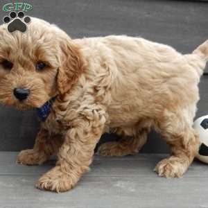 Hunter, Mini Goldendoodle Puppy