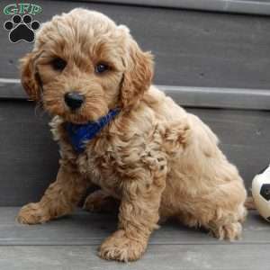 Hunter, Mini Goldendoodle Puppy