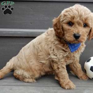 Hunter, Mini Goldendoodle Puppy