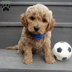 Hunter, Mini Goldendoodle Puppy