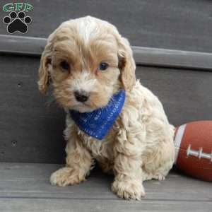 Theo, Cockapoo Puppy