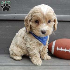 Theo, Cockapoo Puppy