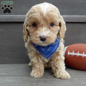 Theo, Cockapoo Puppy