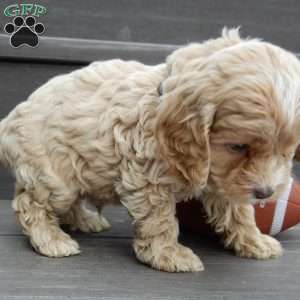 Theo, Cockapoo Puppy