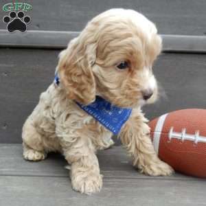 Theo, Cockapoo Puppy