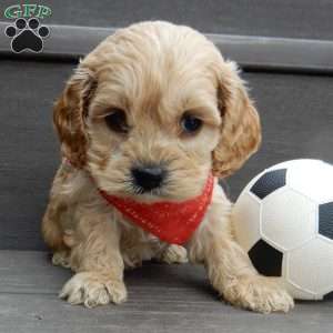 Shawn, Cockapoo Puppy