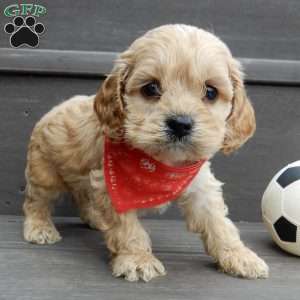 Shawn, Cockapoo Puppy