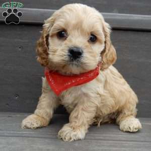 Shawn, Cockapoo Puppy