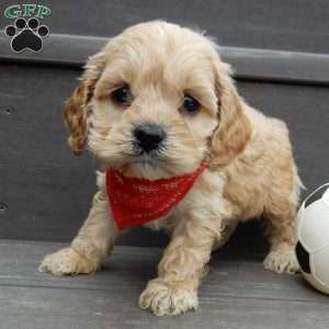 Shawn, Cockapoo Puppy