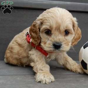 Shawn, Cockapoo Puppy