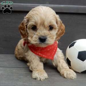 Shawn, Cockapoo Puppy