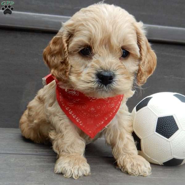 Shawn, Cockapoo Puppy