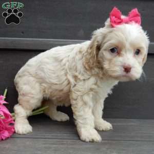 Samantha, Cockapoo Puppy