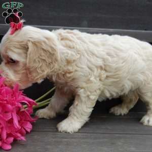 Samantha, Cockapoo Puppy