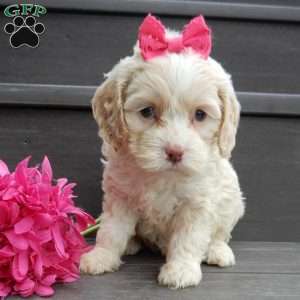 Samantha, Cockapoo Puppy