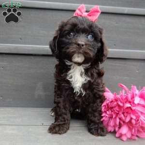 Addie, Cockapoo Puppy