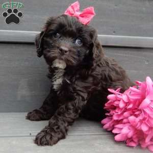 Addie, Cockapoo Puppy