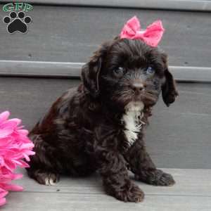 Addie, Cockapoo Puppy