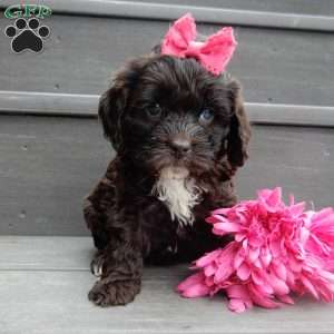 Addie, Cockapoo Puppy