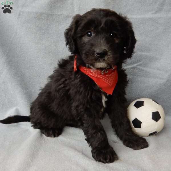 Thunder, Sheepadoodle Puppy