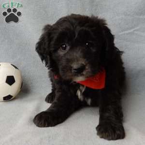 Thunder, Sheepadoodle Puppy